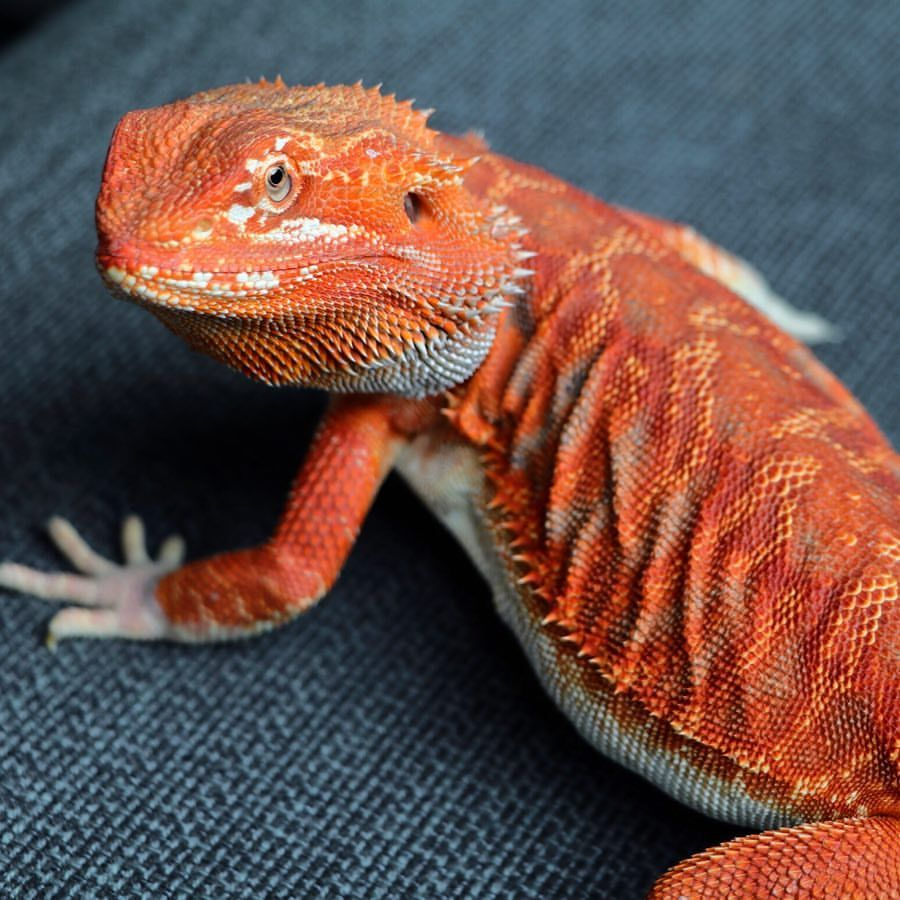 Color morphs of bearded Dragons