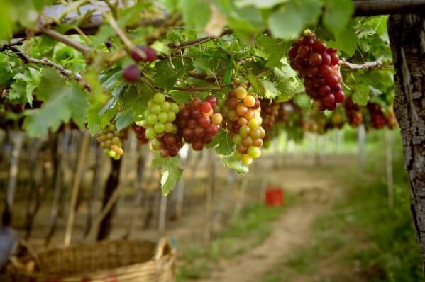 posadka_vinograda_osenju_sazentsami