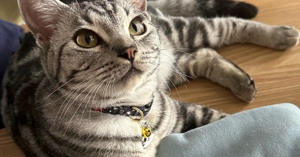 Gambar Kucing Lucu American Shorthair  (Sumber Foto : Instagram bisouthefloof)