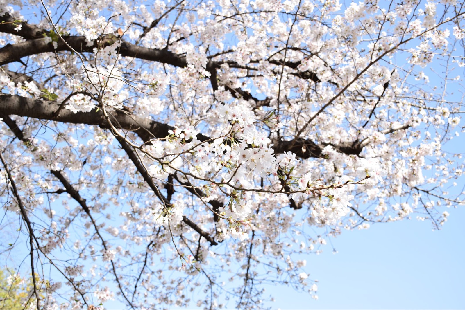 靱公園の桜