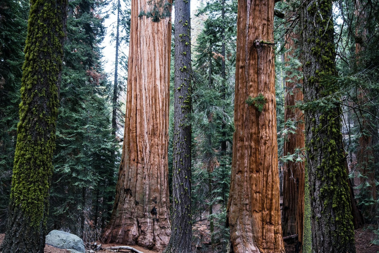 A close look at several large trees in Sequoia National Park