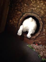 Image result for trailed a rabbit down a hole