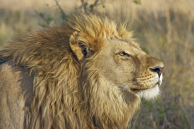 about lion in hindi