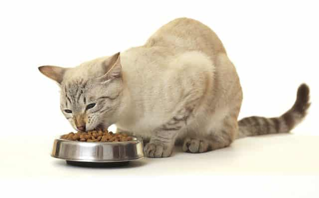 ไม่ควรให้อาหารแมวซ้ำๆ เป็นประจำ