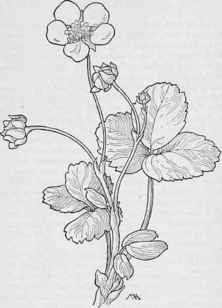 Sand-Strawberry-Fragaria-Chiloensis.jpg