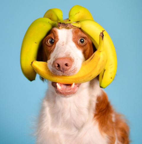 bananas are a healthy treat for dogs