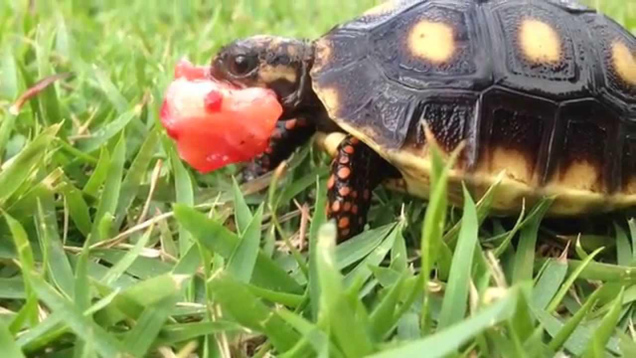 red footed tortoise eating