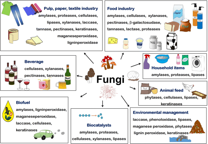 Uses of Fungi