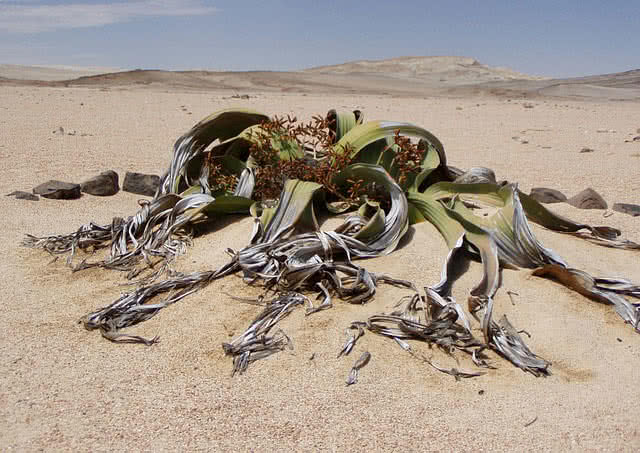 welwitschia mirabilis