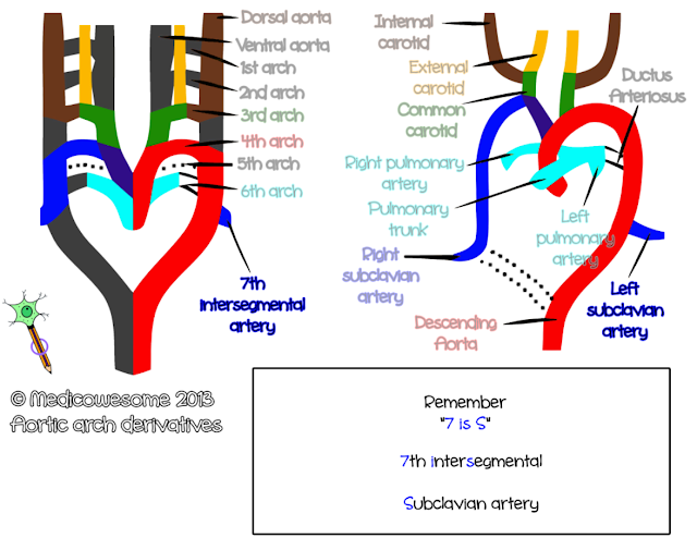  Subclavian artery - Aortic arch derivatives embryology mnemonic