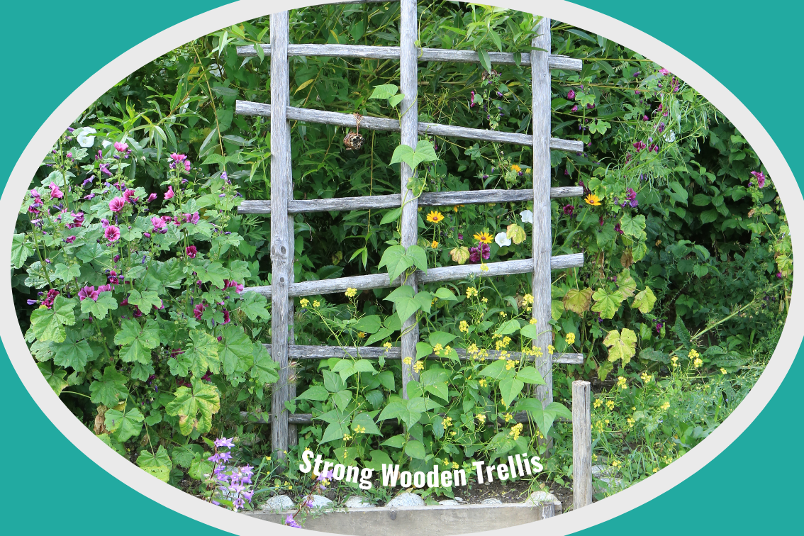 strong wooden trellis with climbing plant and surrounded by other plants