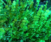 Image result for halimeda algae