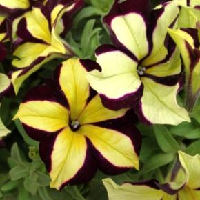 http://loghouseplants.com/plants/wp-content/uploads/2014/02/Petunia-Crazytunia-Star-Jubilee-web.jpg