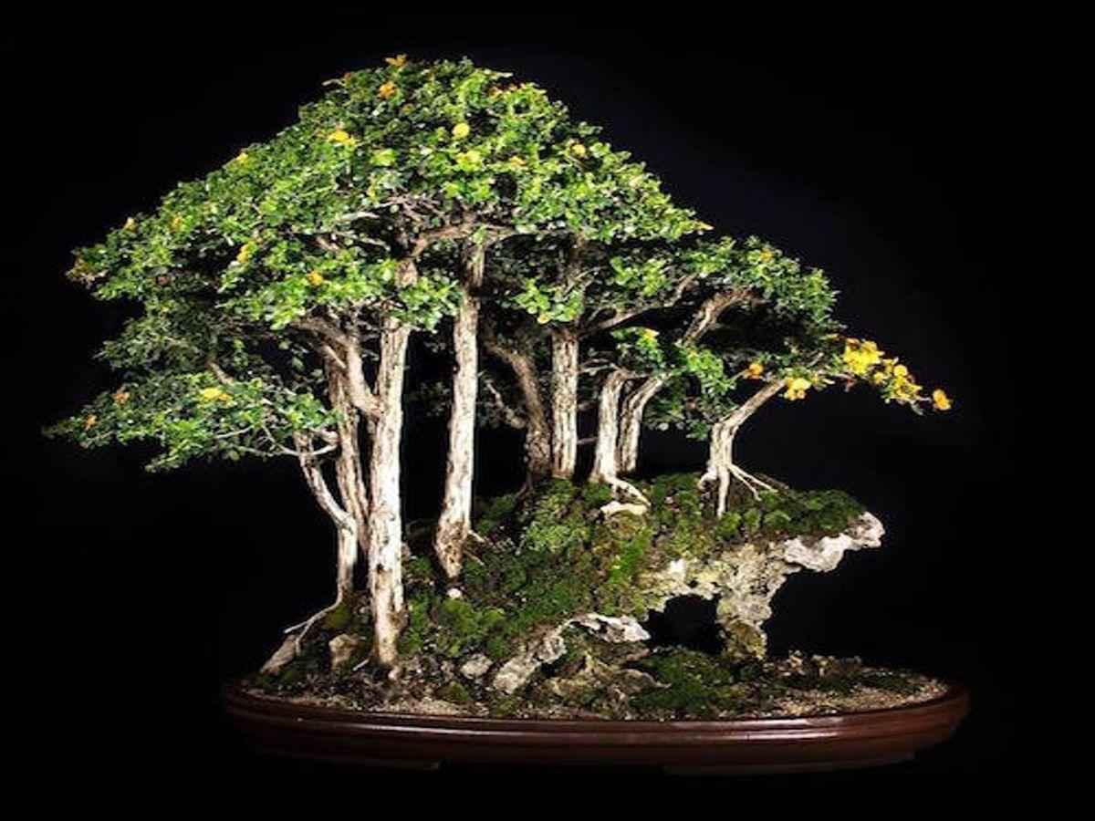 Cómo formar tu primer bosque de bonsáis