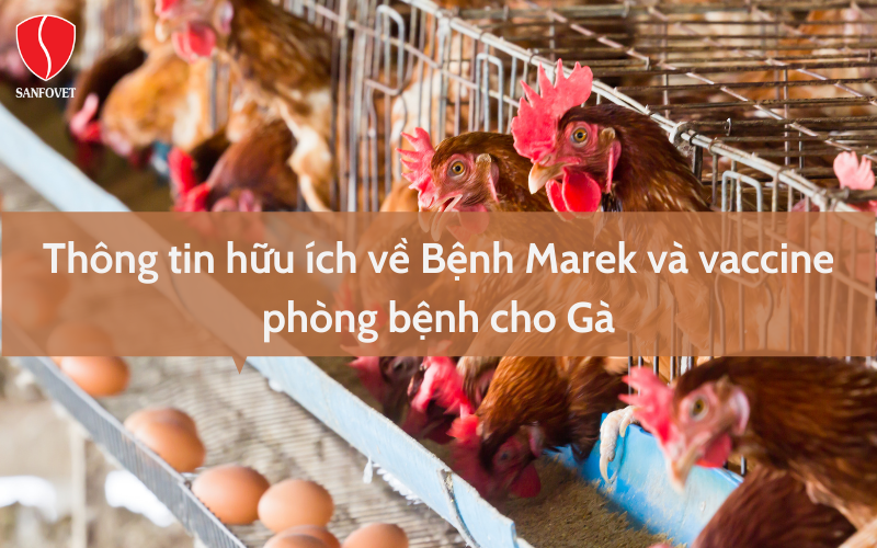 Thông tin hữu ích về Bệnh Marek và vaccine phòng bệnh cho Gà