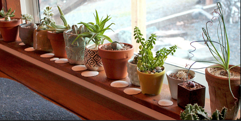 Where should you place succulents indoors?
