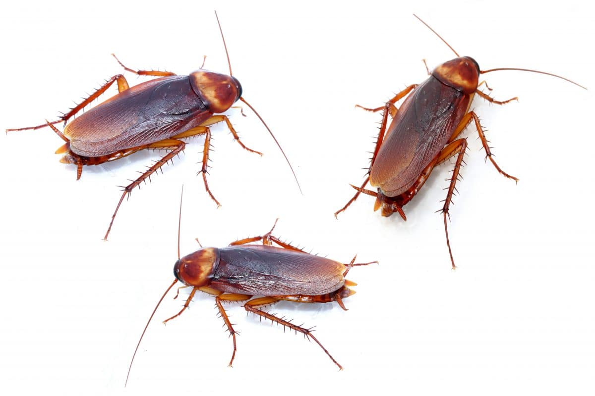 Cockroaches Of Various Species 