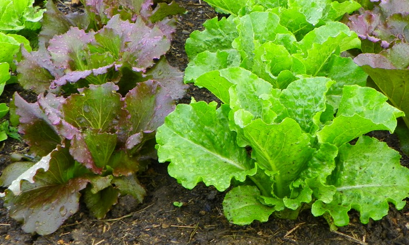 how-to-grow-lettuce-from-scraps-plant