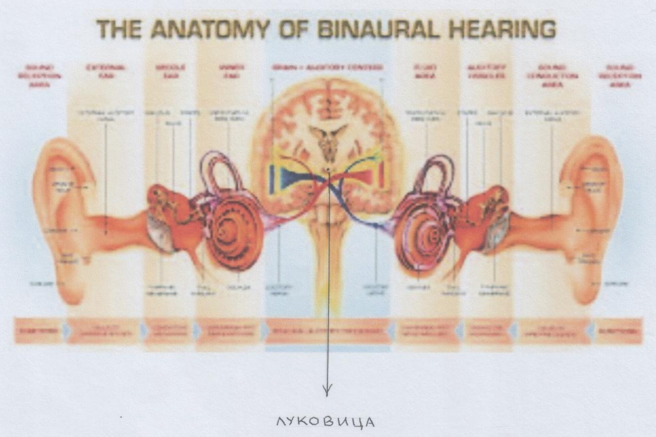 D:\Муз.геометрия мира.Музыкаи мы копия\Тетр.1.Рис.46.Уши-мозг перекрёст.Интернет4..JPG