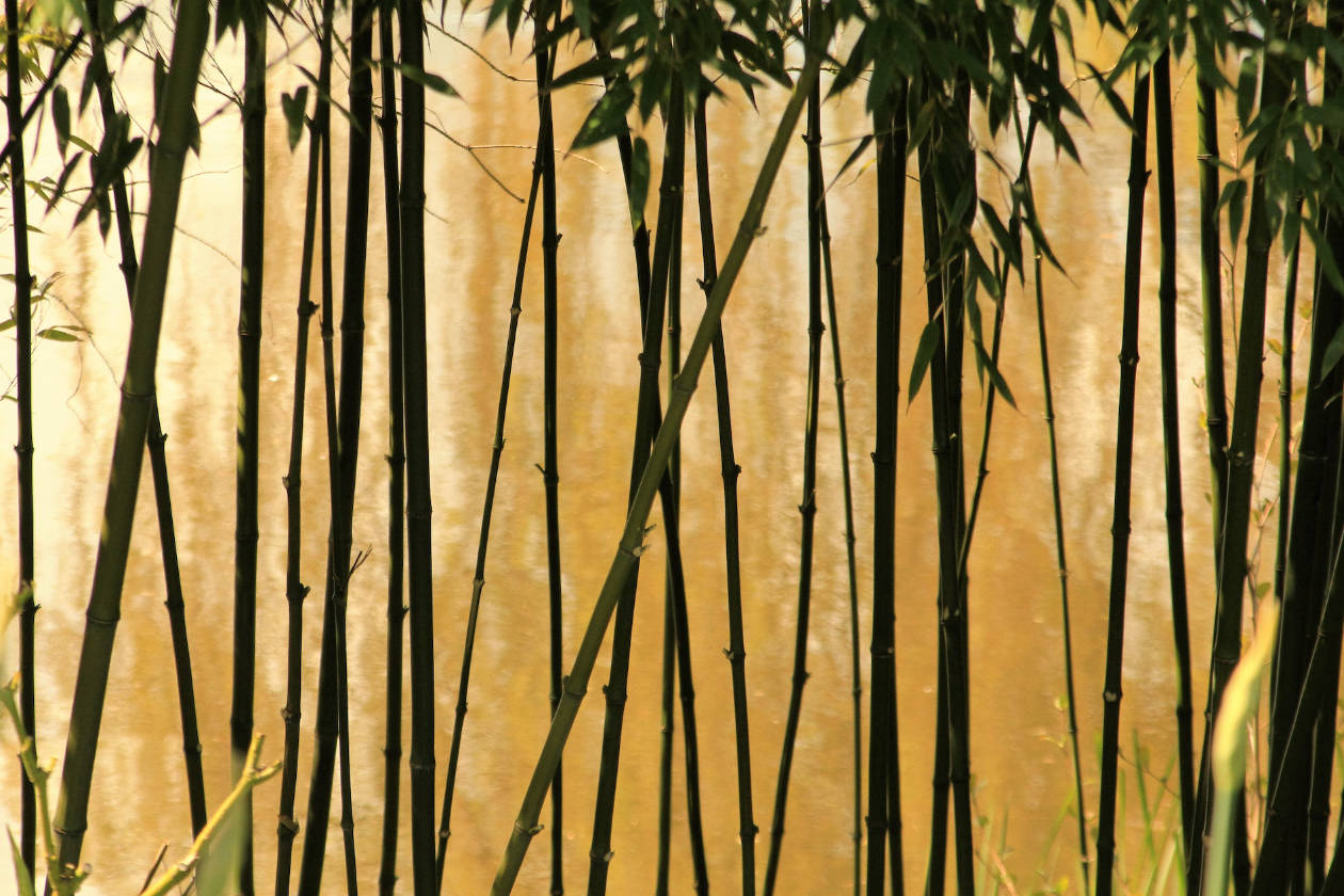 Row of bamboo stalks