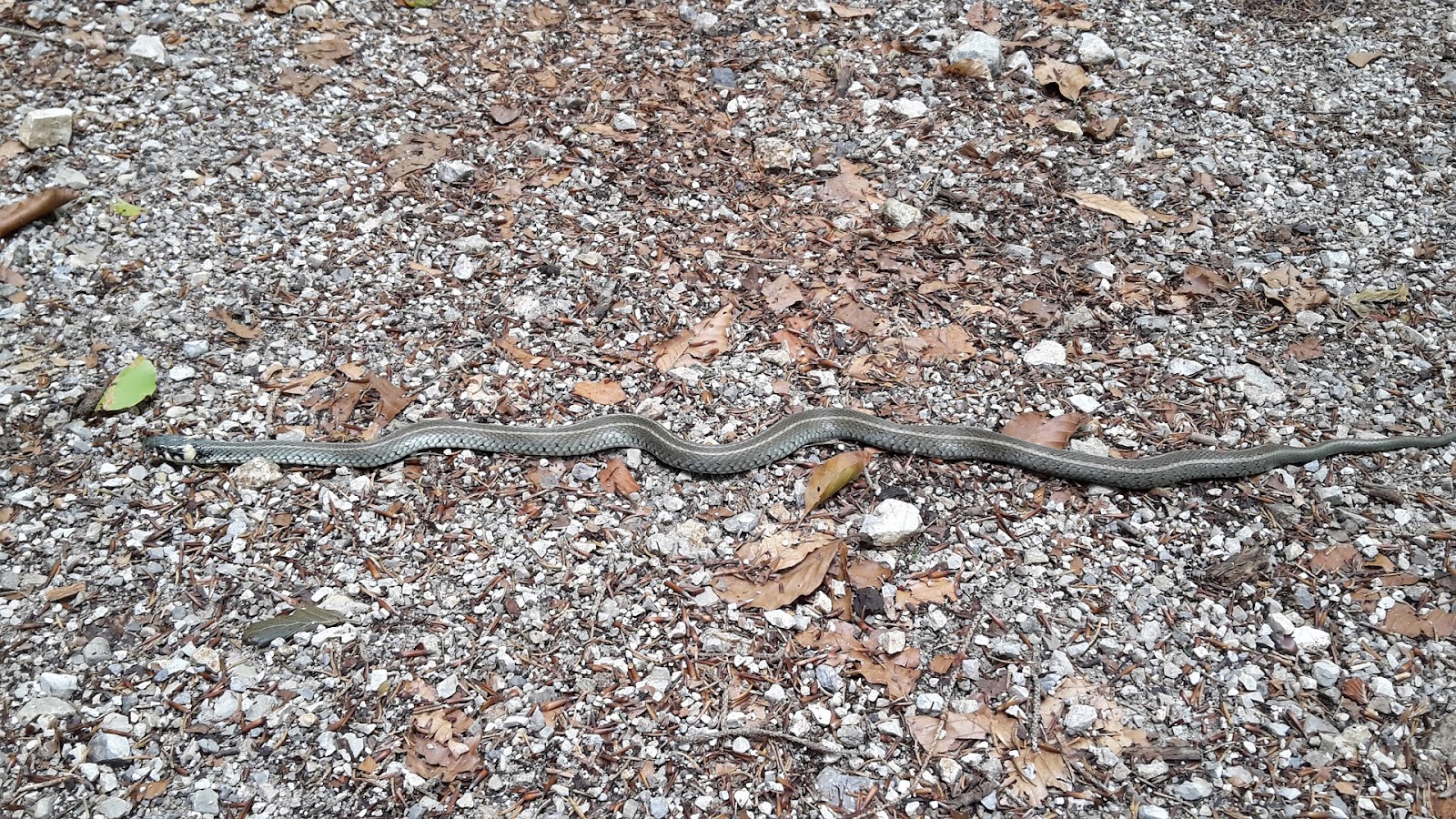 Snake in woods