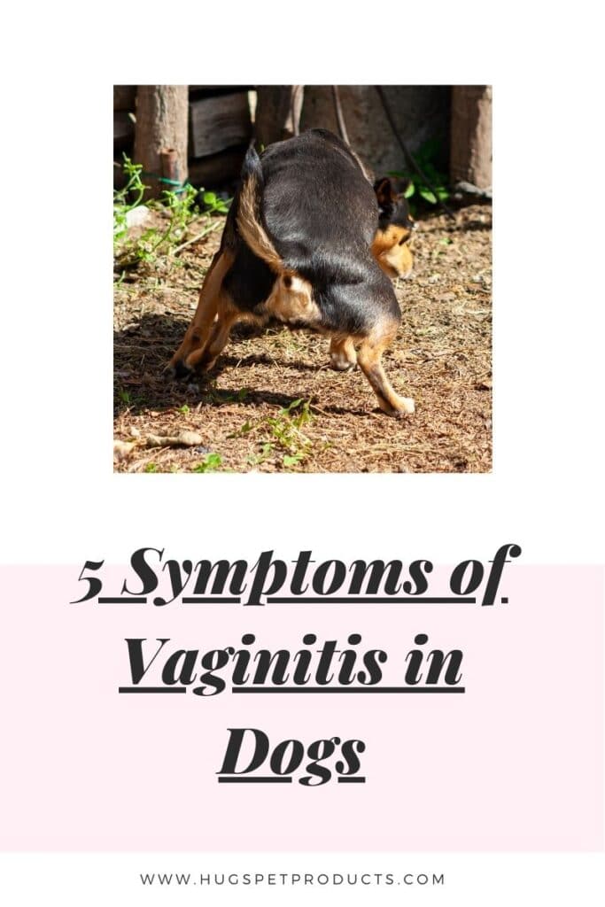5 symptoms of vaginitis in dogs infographic.