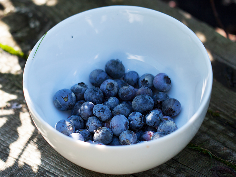 čučoriedka - Vaccinium | SLOVENSKETRVALKY.SK