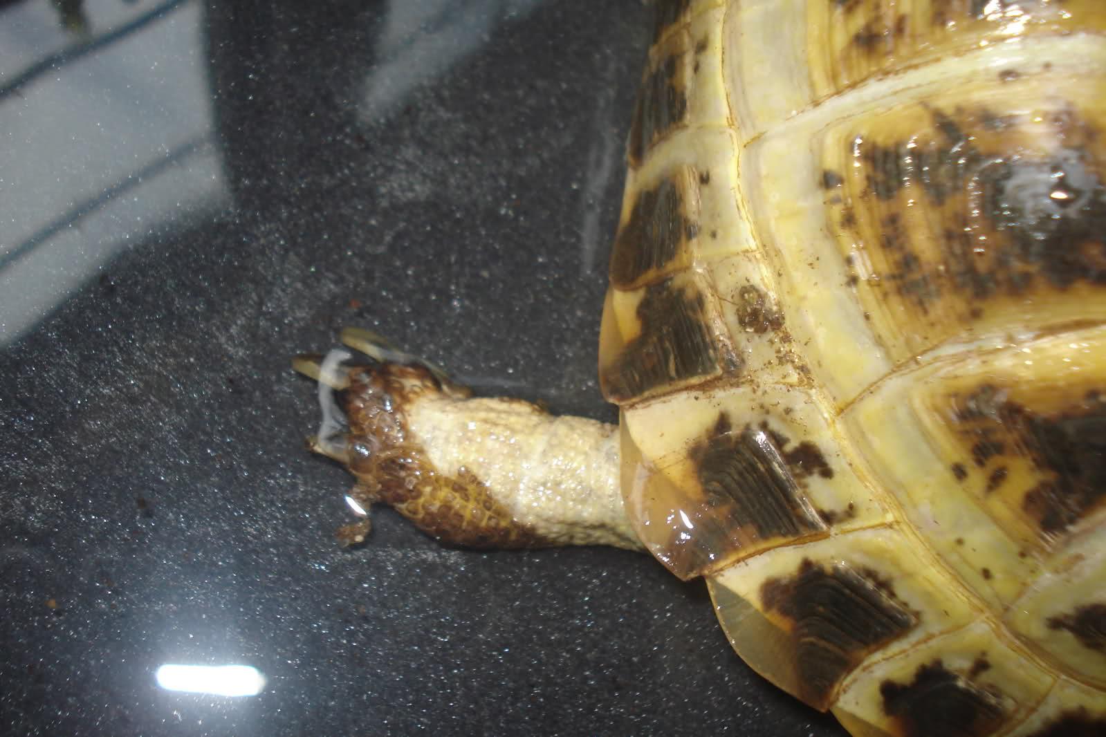 Image result for shedding russian tortoise
