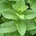 Bạc hà Âu Peppermint - Mentha × piperita ,MEN00081