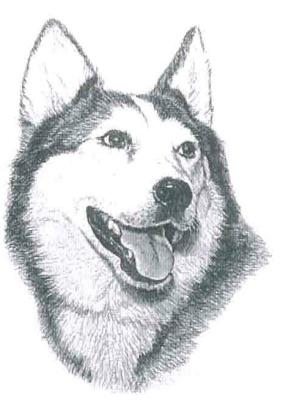 Huskie good small.jpg