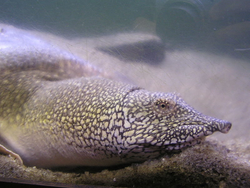 Description: Trionyx triunguis.jpg