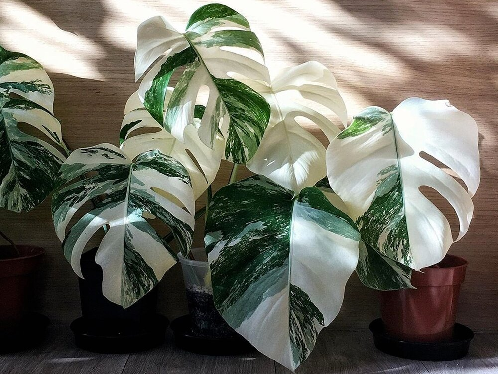 Beautiful and lush white green leaves of a variegated monstera