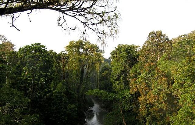Warisan Hutan Tropis Sumatra (Photo: 1001 Indonesia)