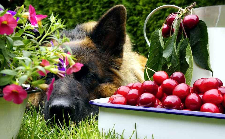 Can dogs have cherries
