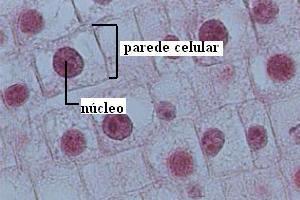 https://static.escolakids.uol.com.br/image/06%20C%20interfase.JPG