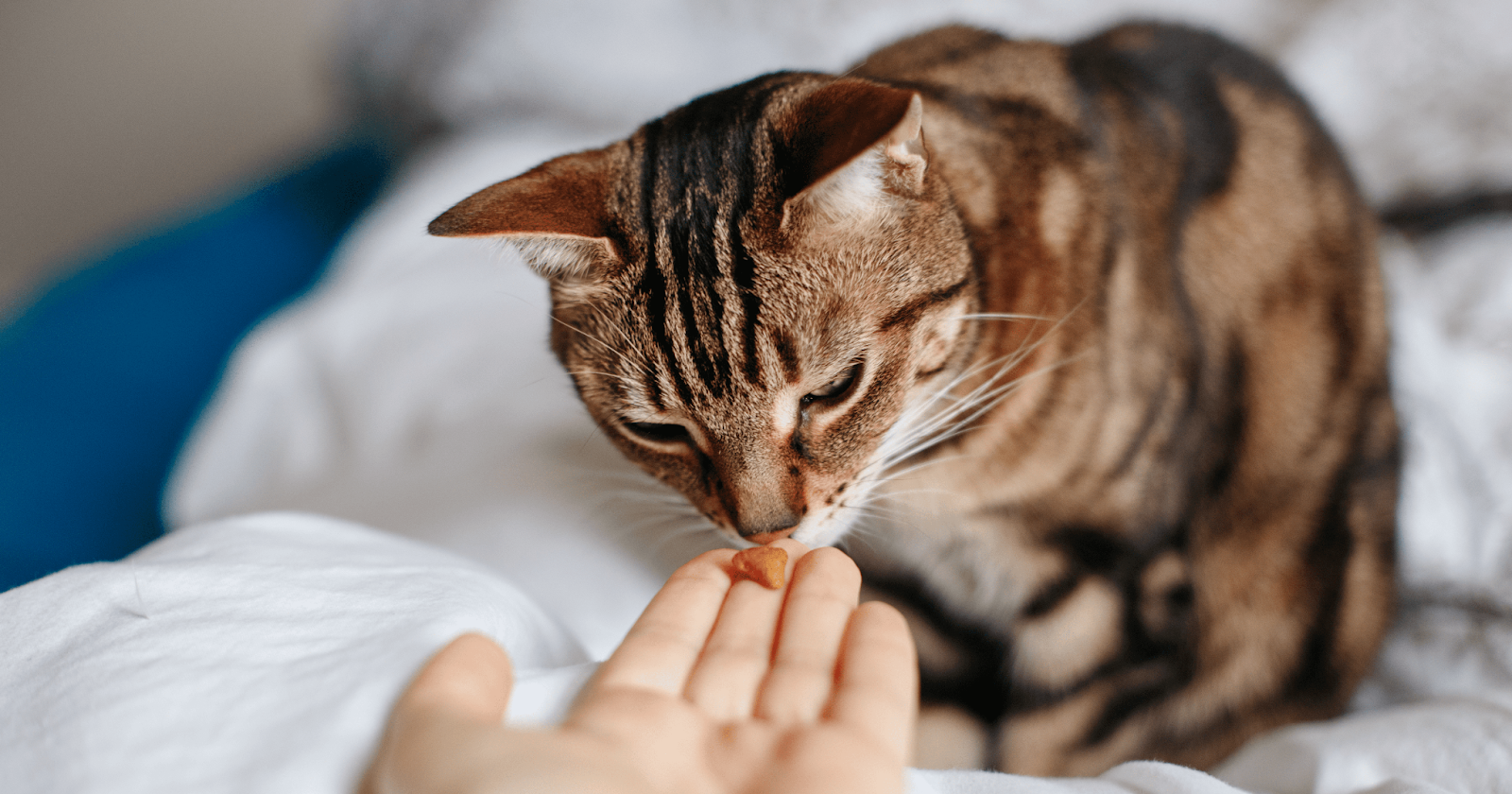 Cat smelling treat being given by hand