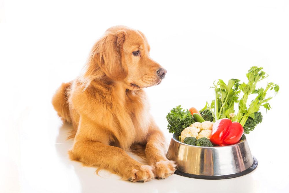 Benefits and Risks for Raw Food Diet for Dogs - 2023 Guide