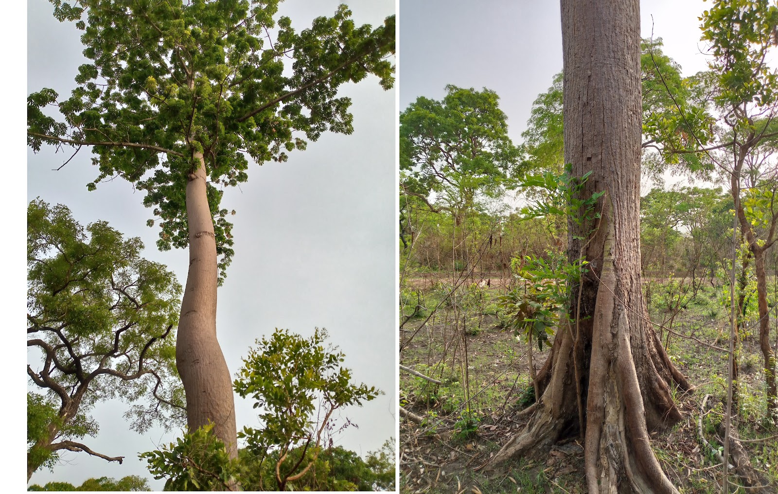 A gigantic  silk cotton tree ( Igi Araba), OONP, Sepeteri