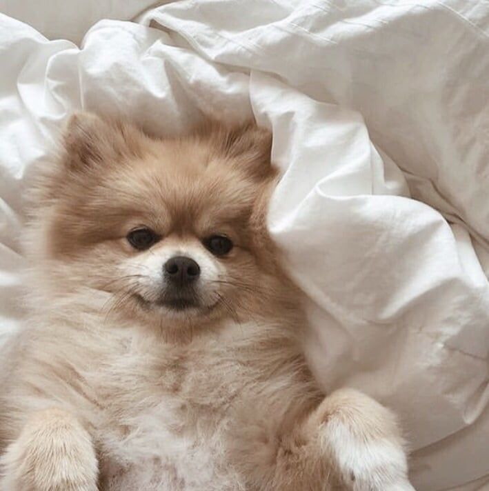 Aesthetic cute | Puppy | Dog | animal | pets | Cat aesthetic, Dog tumblr,  Puppies
