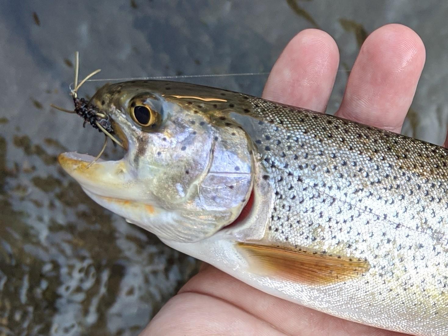 Texas Fly Fishing, Catch and release, how to handle fish