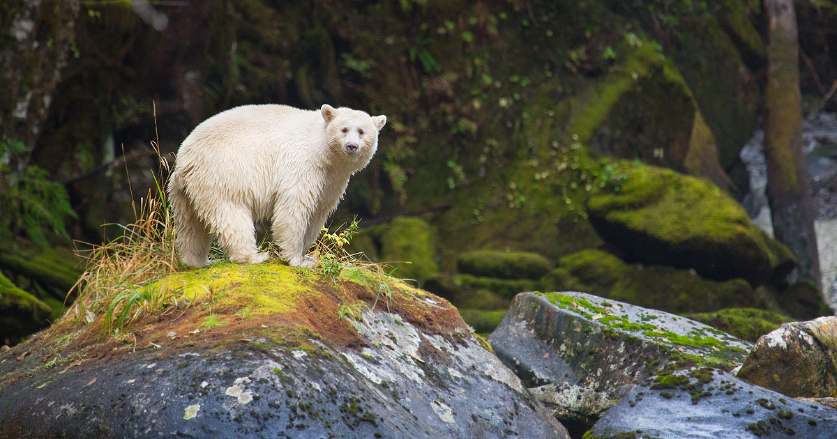 Spirit Bear See The Wild