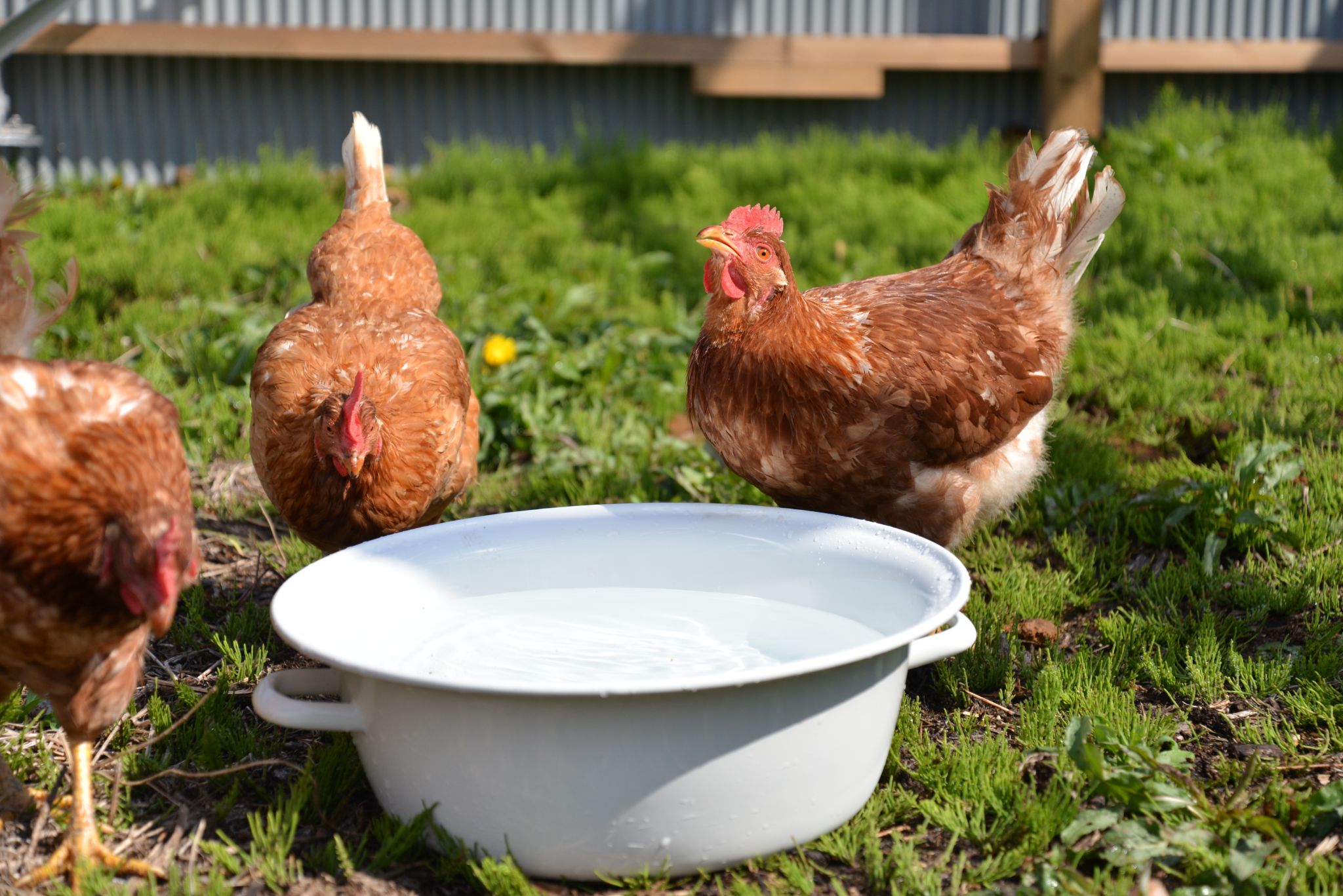 しあわせ卵が生まれる理由 飼育環境にこだわった卵でお客さまと障がいのある方を結ぶ ゆいのたまご 誕生秘話 Eumo Nippon Taberu Times加盟店取材企画 Nippon Taberu Times 日本食べるタイムス