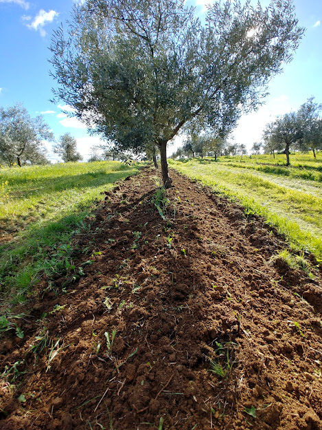 one-foot intensive olive grove. ESAO Olive grove management