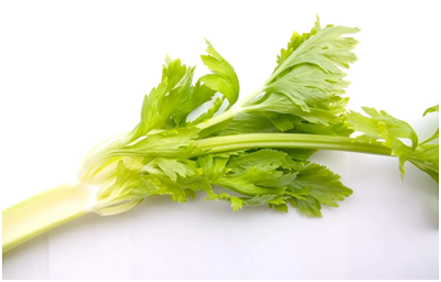 Why Celery Is Good For Dogs