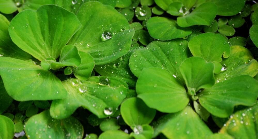 Lechuga de agua