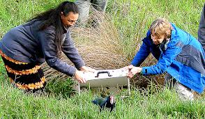 Image result for takahe image