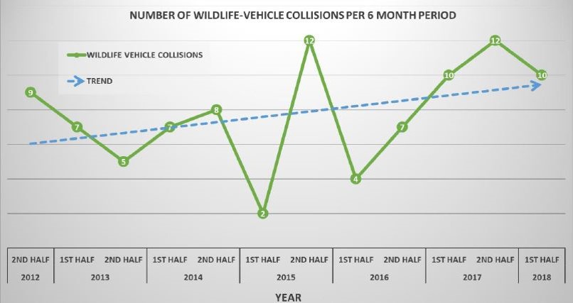 Line chart showing the number of wildlife-vehicle collisions per 6 month period