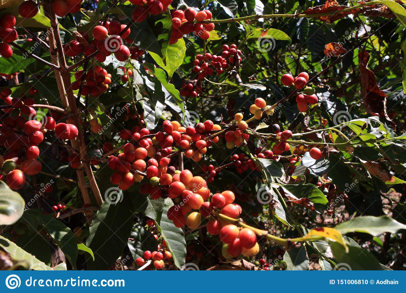 What is the history of coffee?
