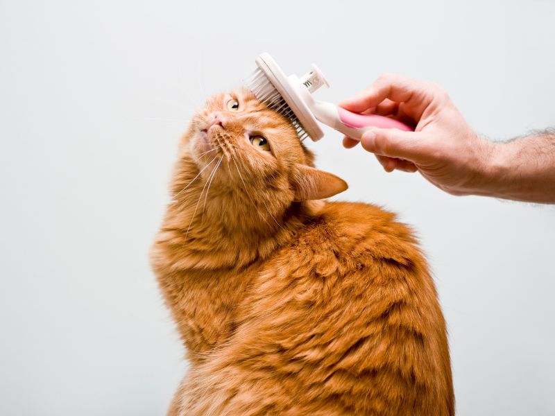 safeguard-your-cats-skin-health