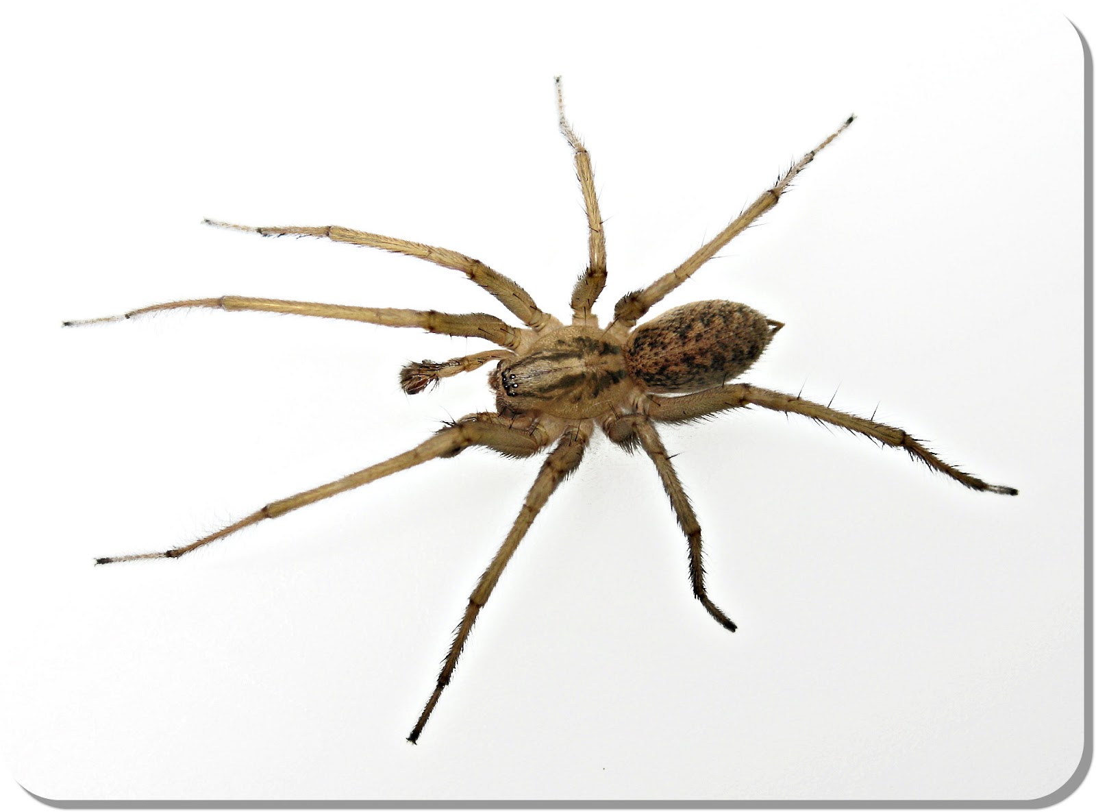 The Brown Recluse Spider The Legend Of
